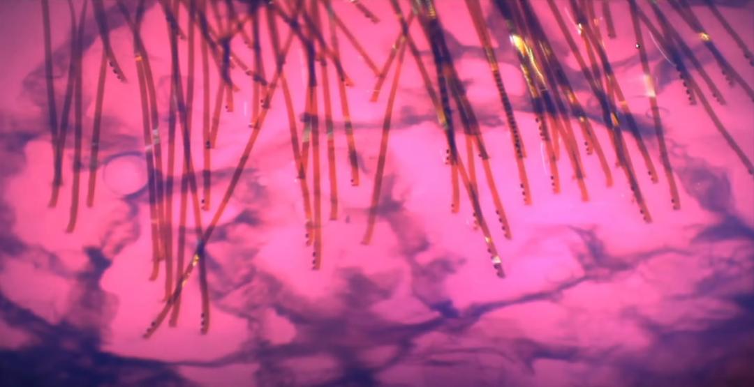 猴子看猩球崛起,猴子通过脑机接口进食