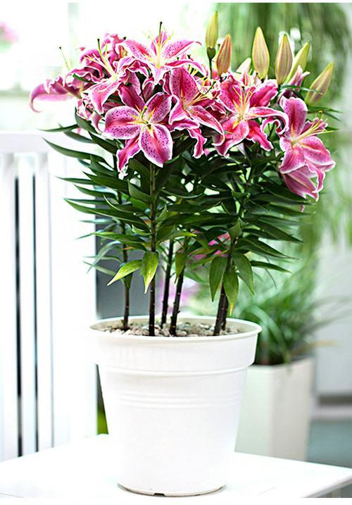 香水百合花怎么种植和养护视频,香水百合怎么养视频教学