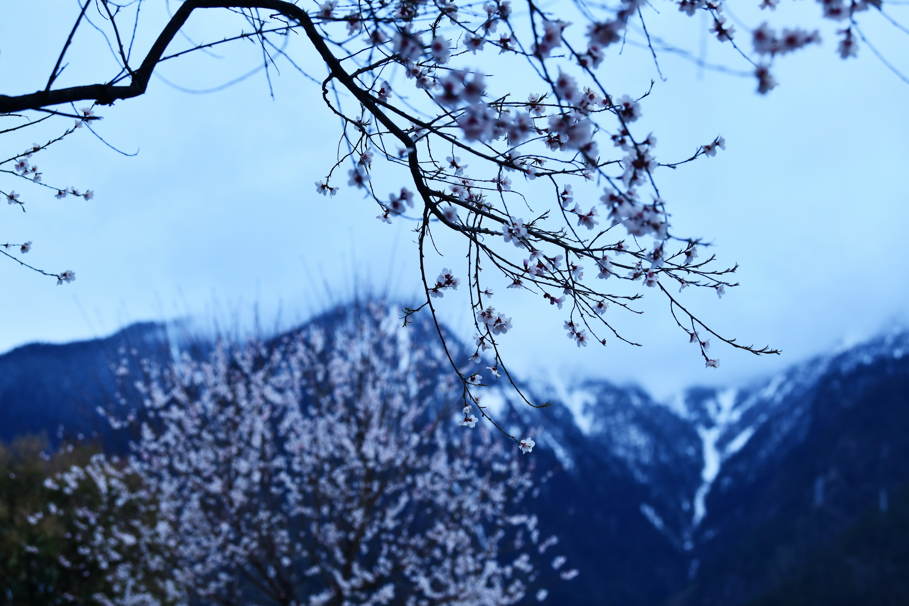 雪域林芝桃花图片 (在雪域江南西藏林芝邂逅漫山桃花)