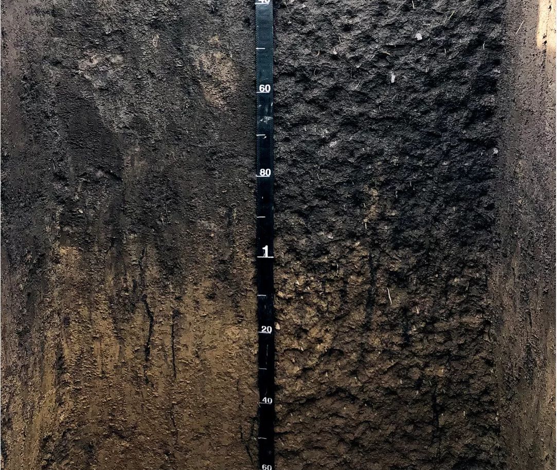 东北黑土地耕地中的大熊猫,东北黑土地保护大熊猫