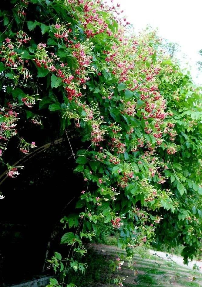 中药使君子,中药使君子图片大全