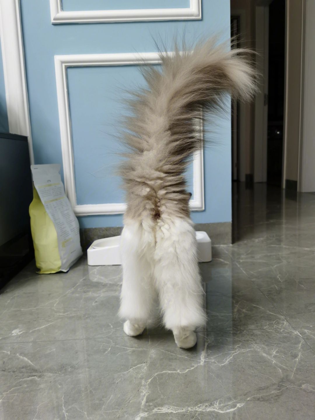 老祖宗教你选猫,老祖宗留下的风水诀100条