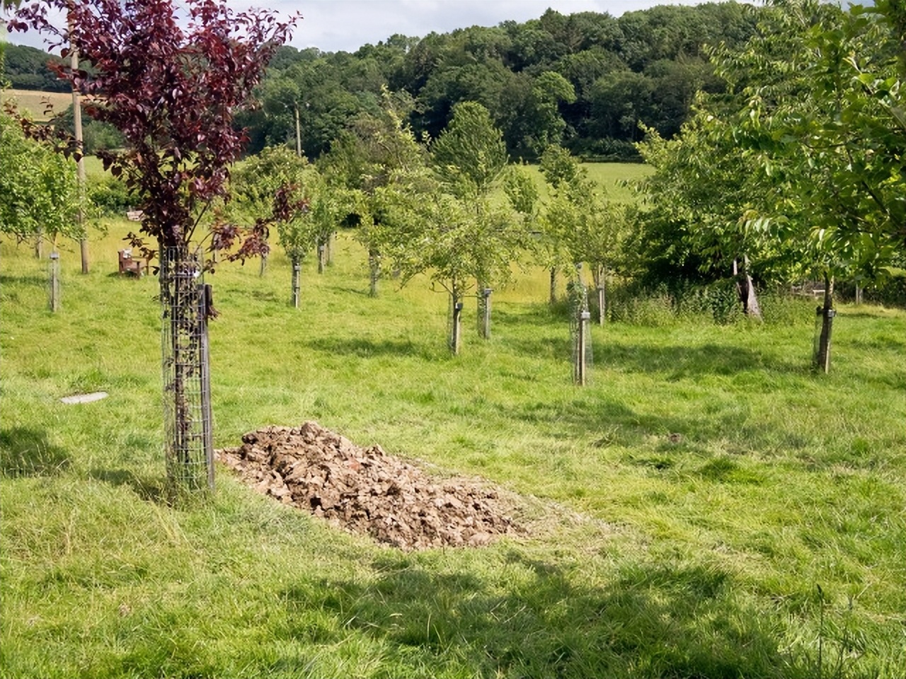 墓碑四不立是指什么,墓碑四不立是哪四个不能立