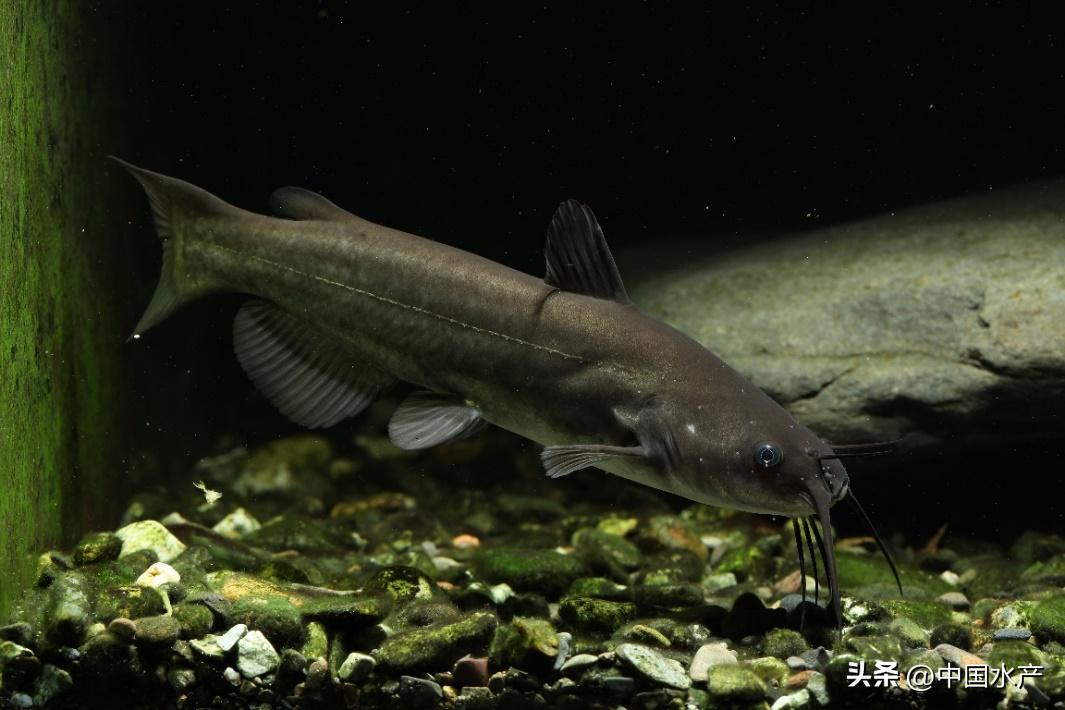 水生外来物种入侵防控工作方案,水生动物防疫