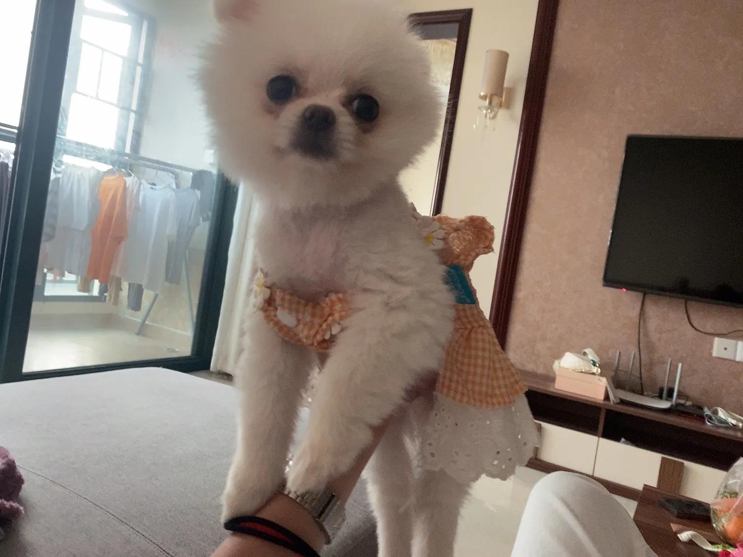 狗狗呕吐拉稀不吃东西还能活多久,狗狗老了站不起来了还能活多久