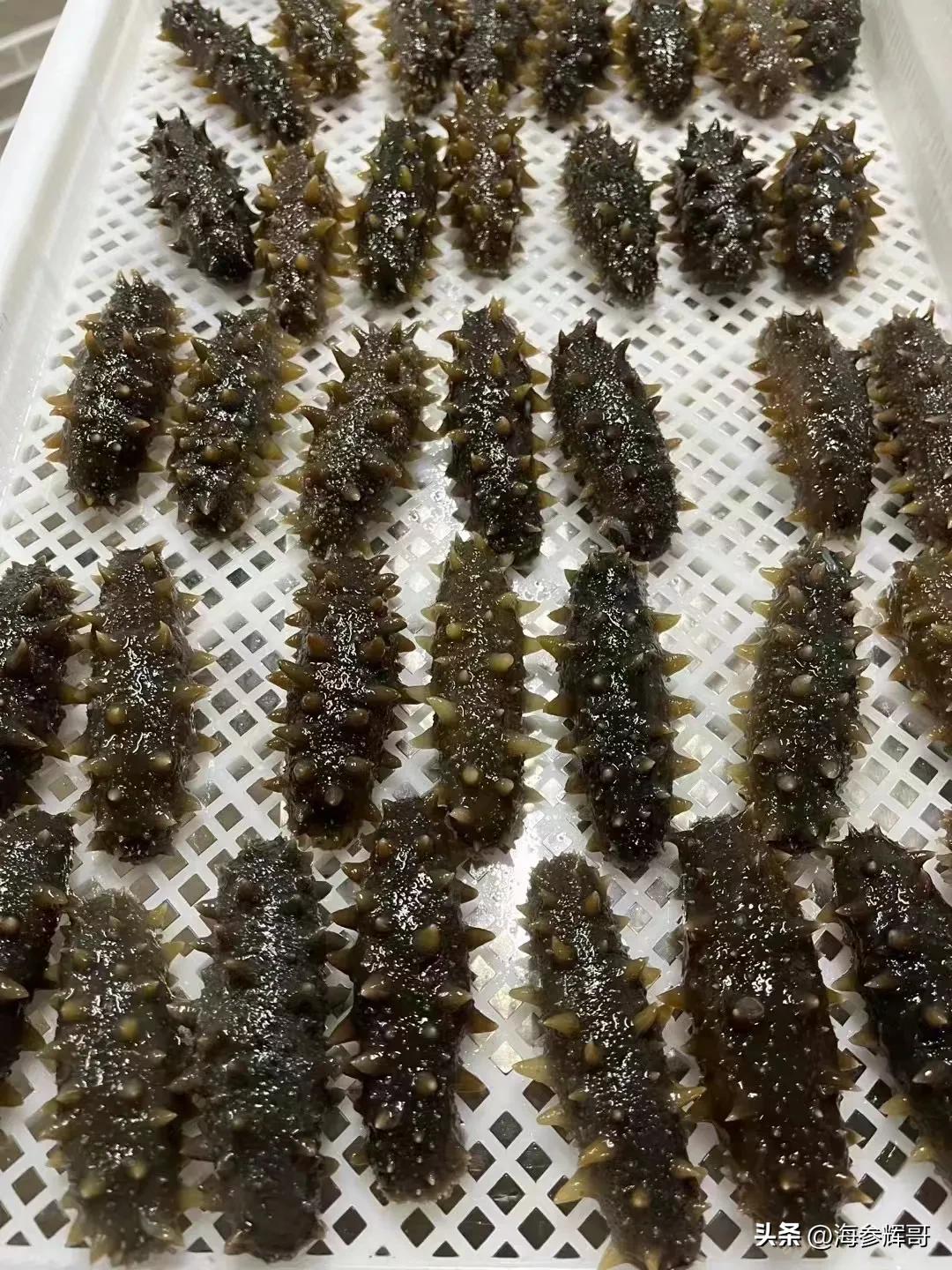 什么样的海参最好看,什么样的海参好怎么区分