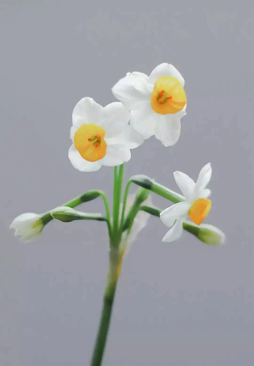 古诗词中的水仙花：飘零尘俗客再见水仙花