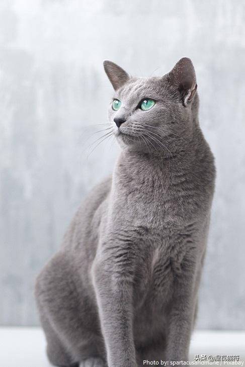 俄罗斯蓝猫法国蓝猫英国蓝猫,欧系俄罗斯蓝猫