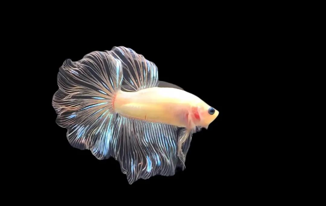 泰国斗鱼vs泰国斗鱼,泰国斗鱼和中国斗鱼为什么不一样