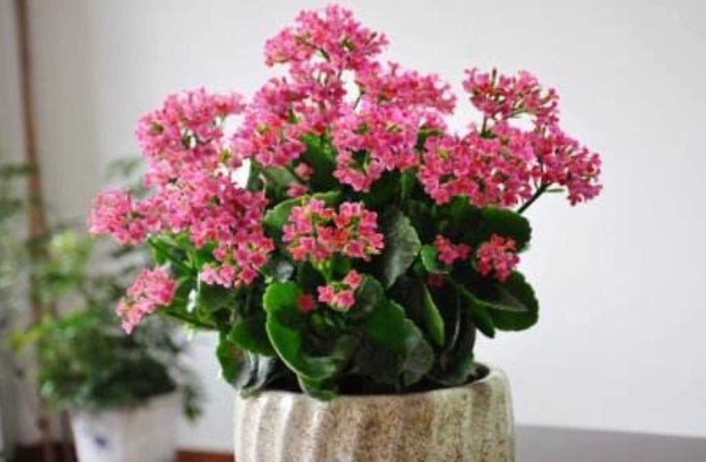 四种花旺财又养人,人养花花养人这15种花越养越干净