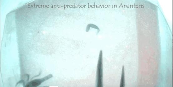 广州海关截获11箱588只蛇蛙蜥蜴,广州海关截获蟑螂200只