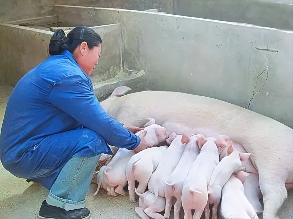 母猪120天了还没奶没有生产的迹象,母猪116天了还挤不出奶水来正常吗