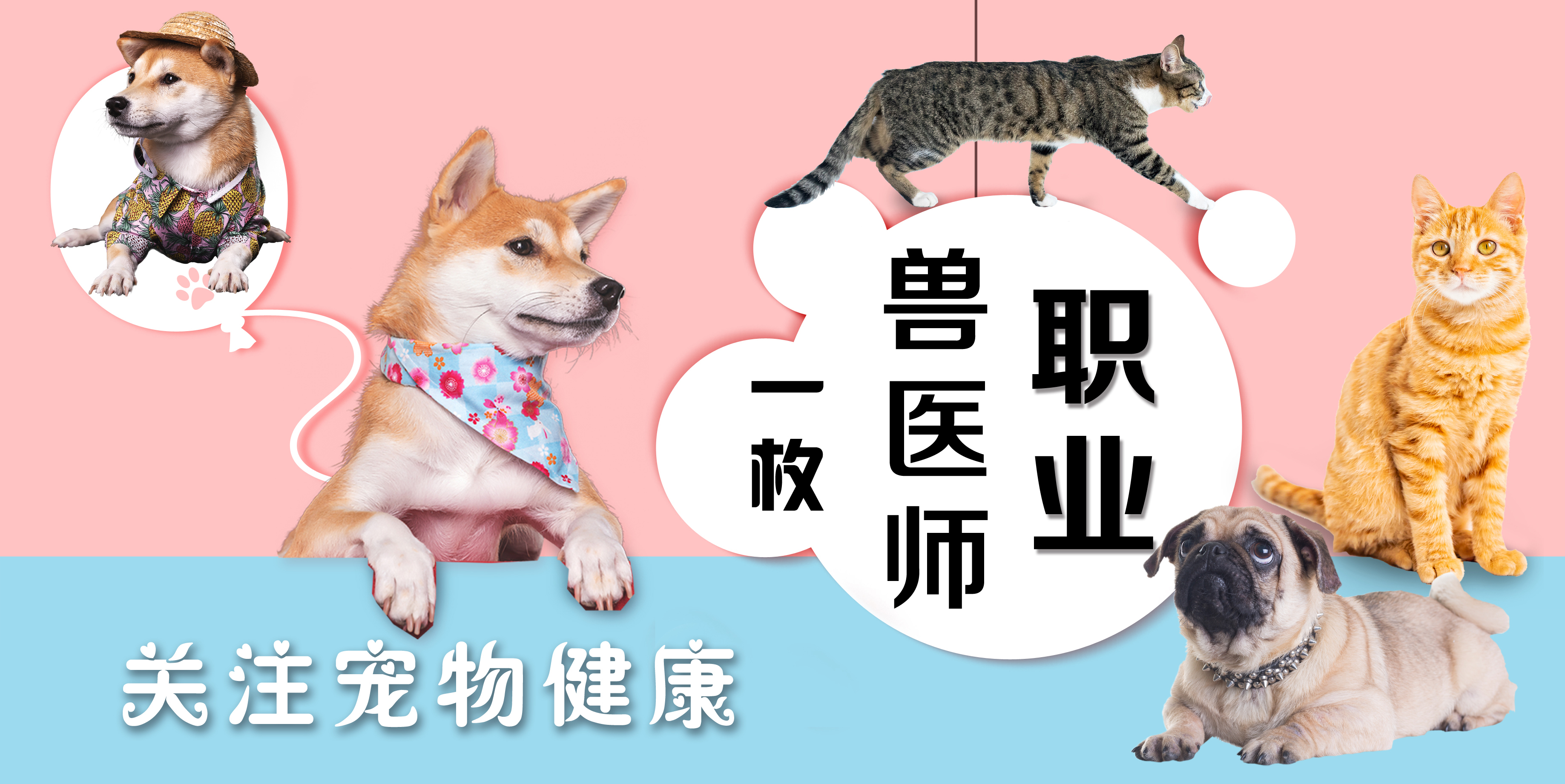 猫咪顽固性口炎的详细解说，以及治疗方法