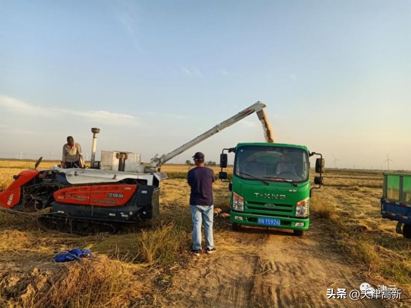 农民靠种地年收入达到3万,盐碱地增收