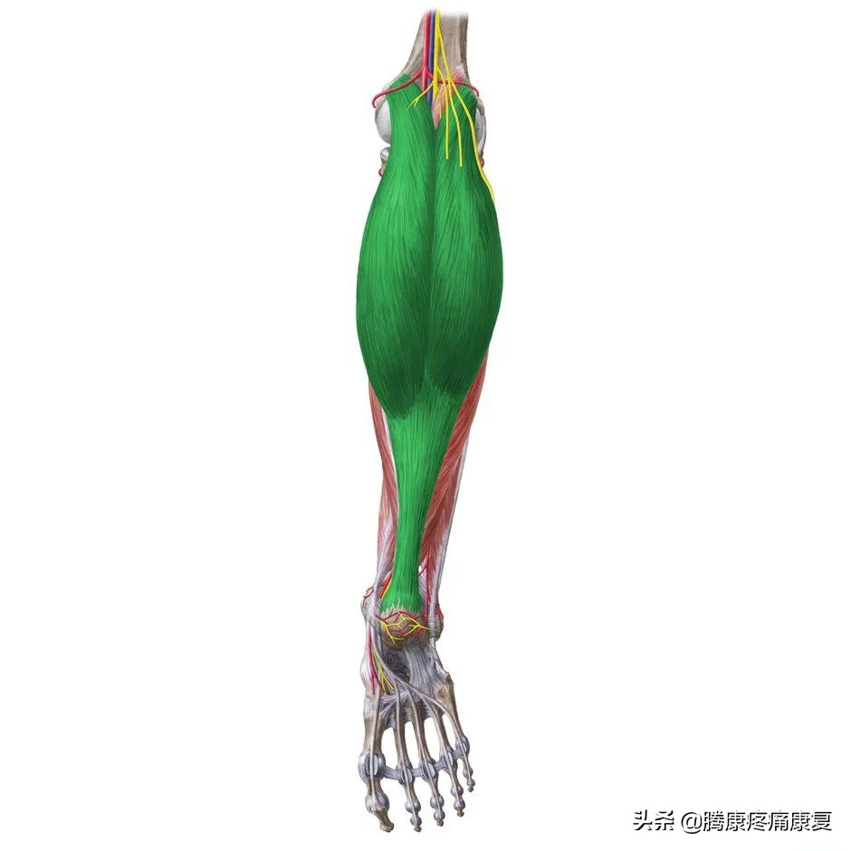 小腿紧绷怎么办,小腿很紧绷怎么拉伸