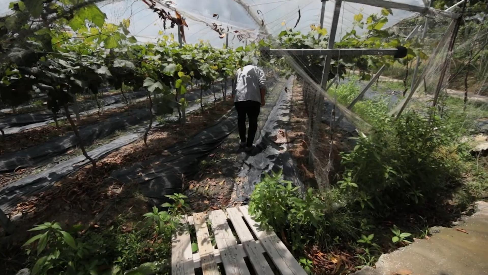 在日本阳光玫瑰多少钱1斤,日本的阳光玫瑰多少钱一斤