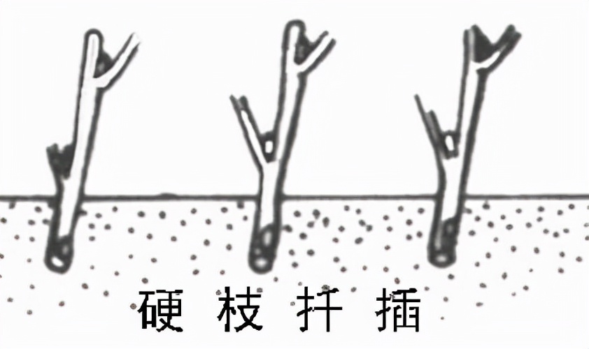 汉字笔画探源演变,汉字探源怎么写