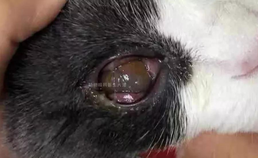 猫角膜溃疡怎么治疗,猫角膜溃疡用什么药