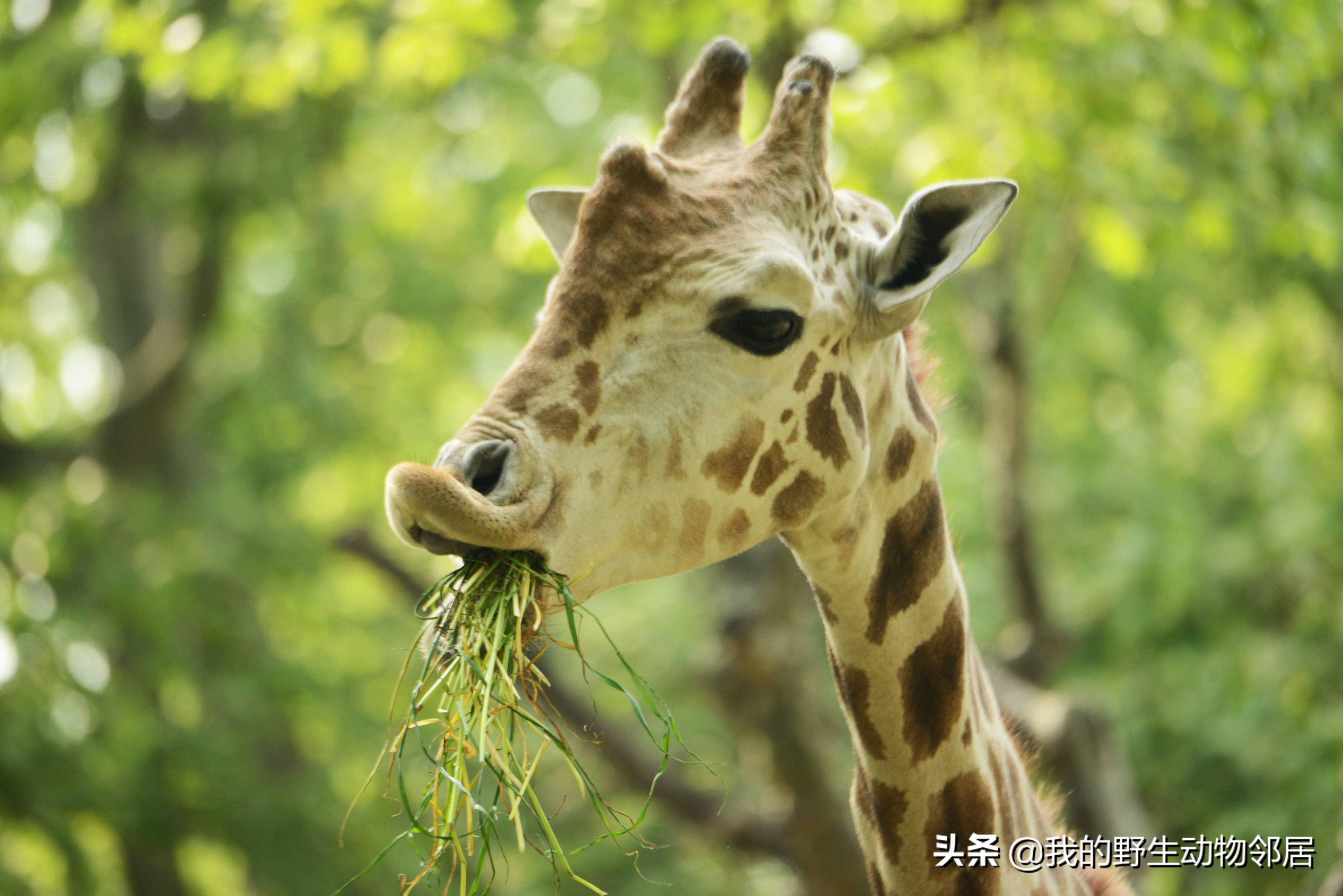 脖子长头发是怎么回事,脖子长淋巴结怎么办