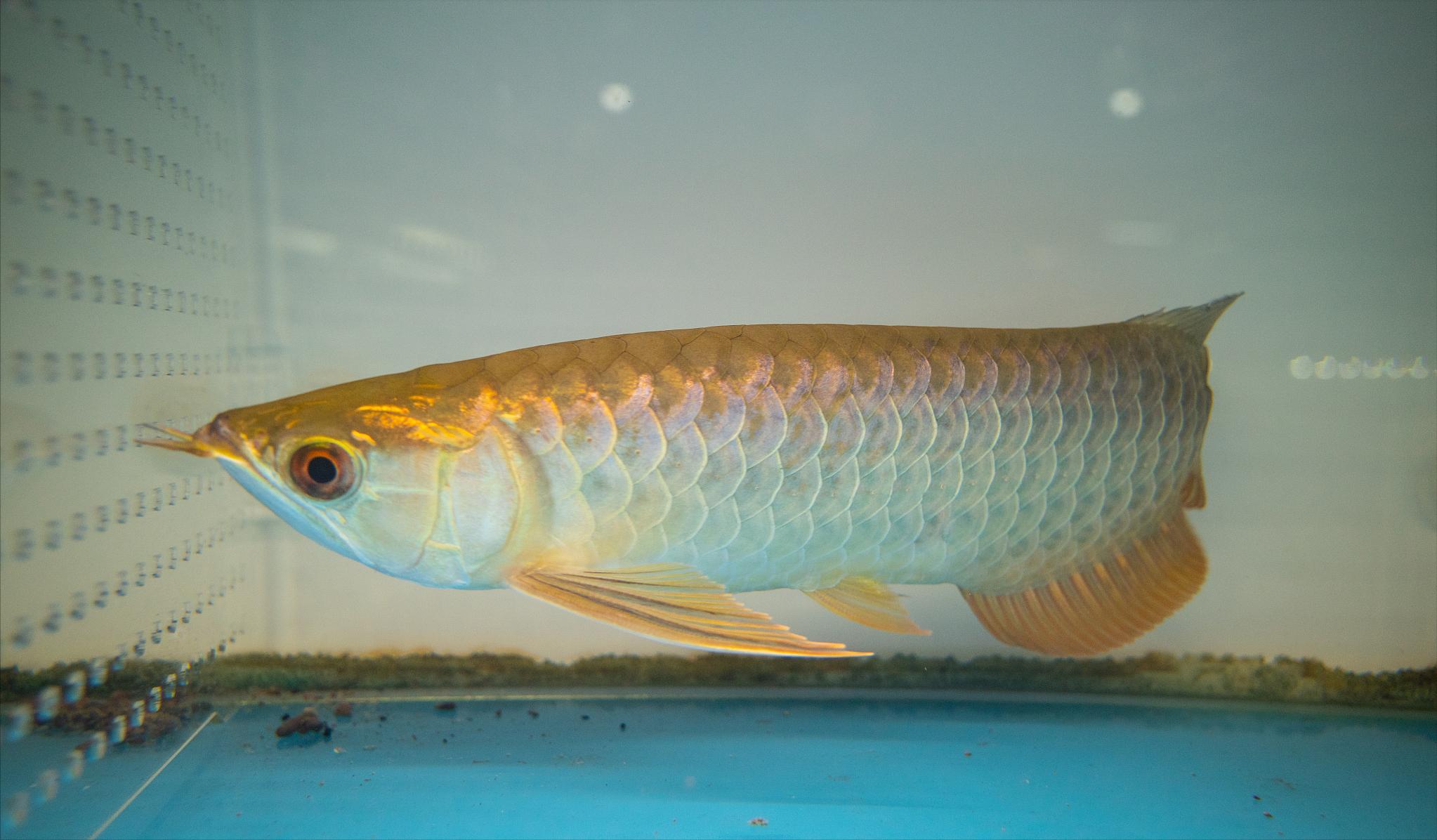 龙鱼逆鳞解决方法,龙鱼抢救技巧视频