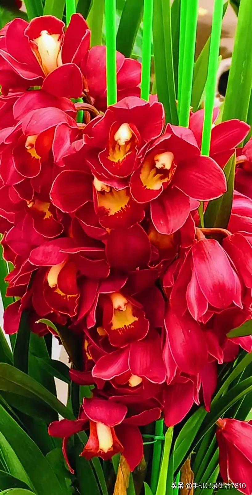 蕙兰花图片欣赏,叶子宽的黄花大蕙兰图片