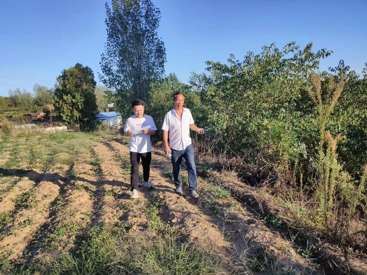 做强烟叶产业助推乡村振兴安良镇 (白沙镇烟叶产业蓬勃发展)