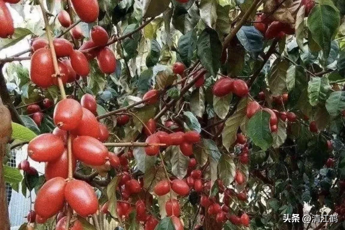 从未见过的稀奇物种,很多人没见过的奇怪生物