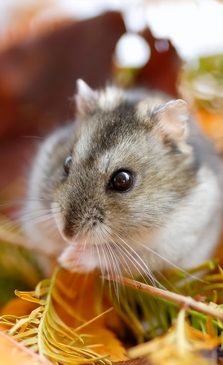 仓鼠很可爱的时候,仓鼠可爱的时候