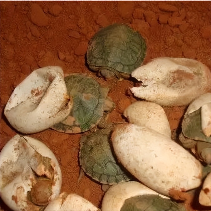 龟蛋孵化什么最好,龟蛋孵化有什么禁忌呢