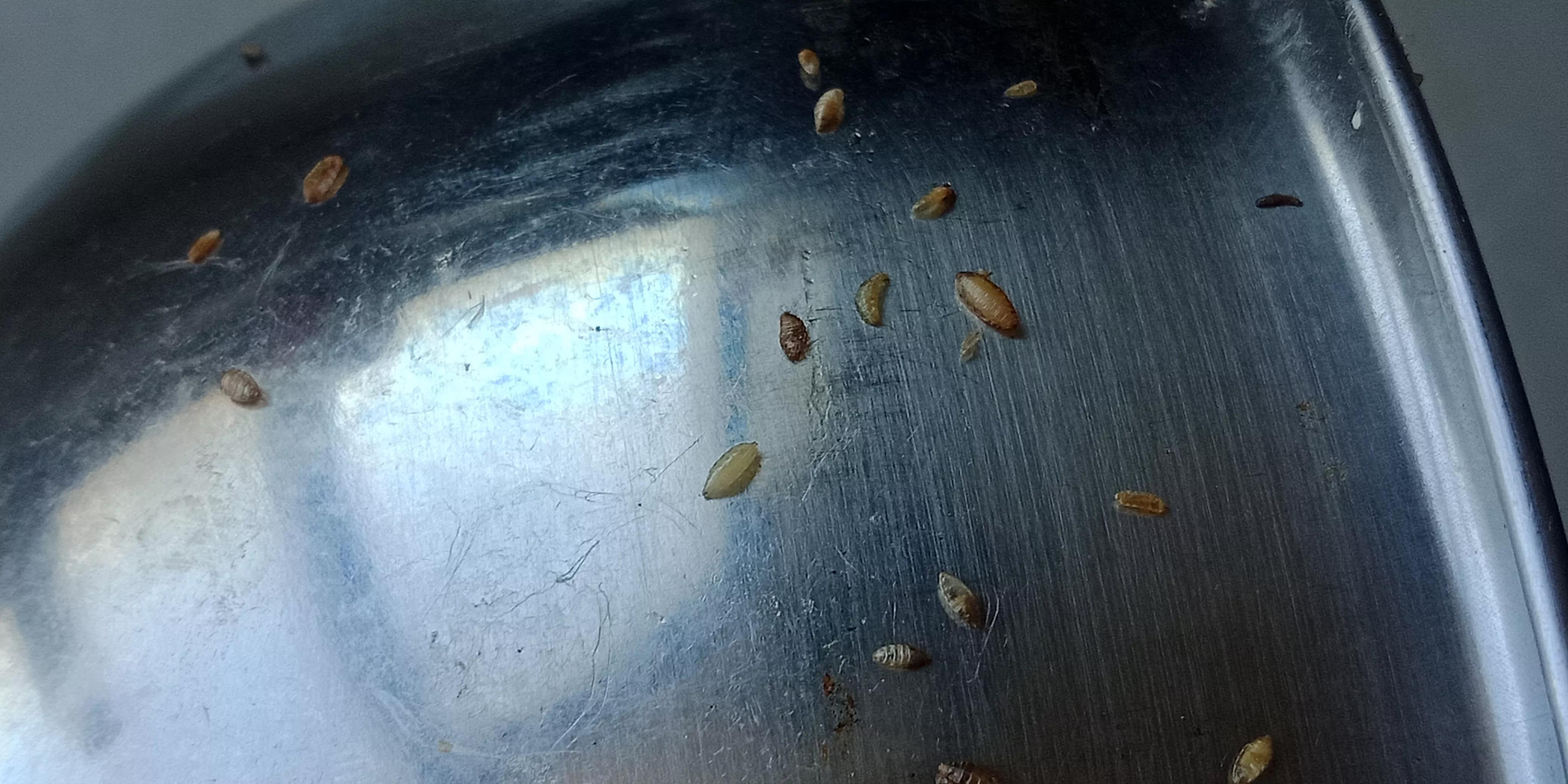 有些东西脏烂了就会有很多苍蝇,为什么任何东西腐烂就会有苍蝇