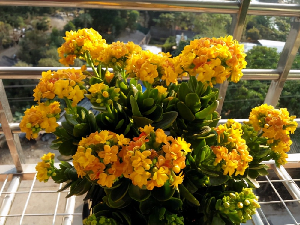 10种公认客厅最好养的花,适合客厅养的懒人花