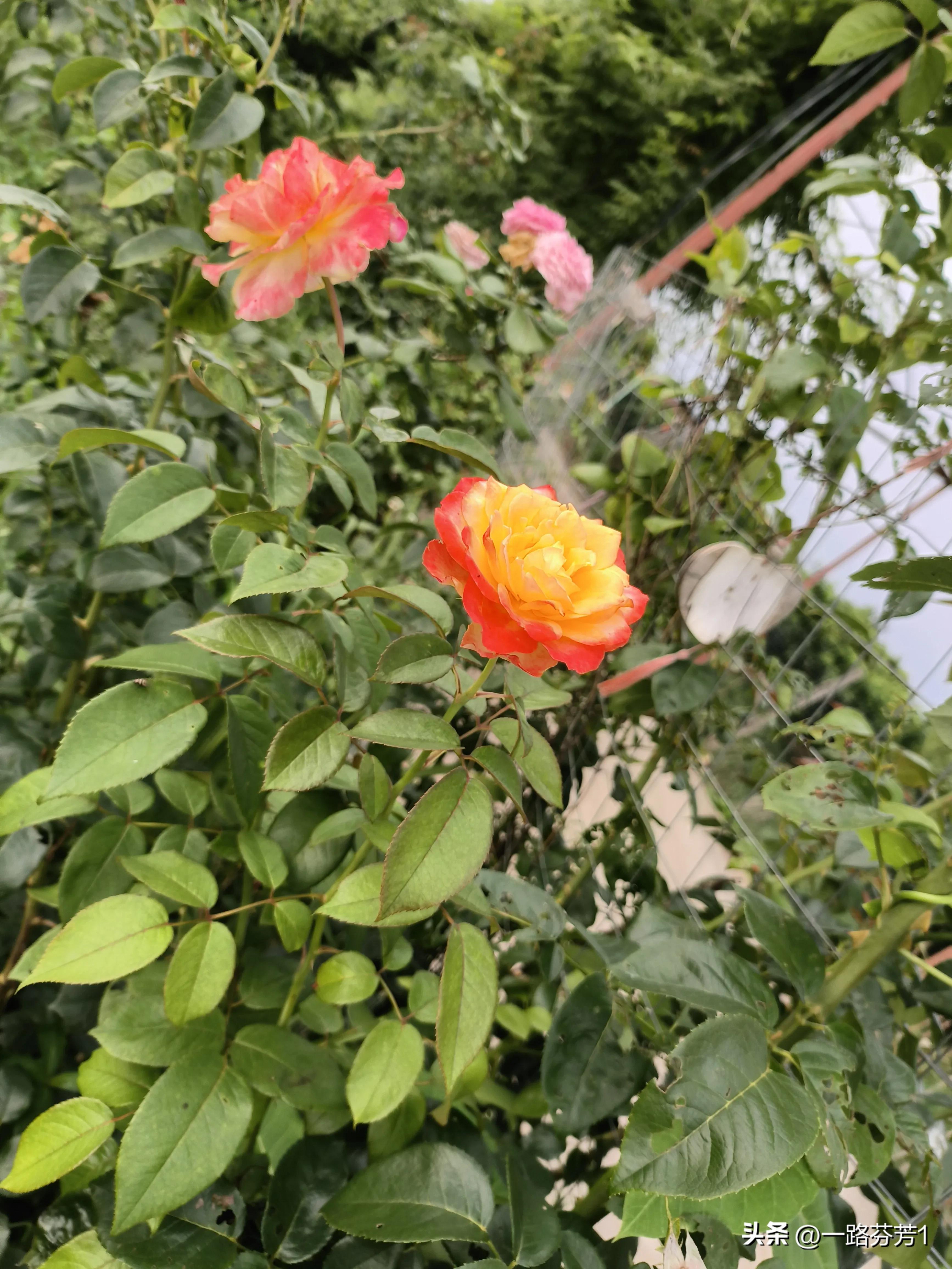 50岁的丽丽开始躺平，开启幸福生活