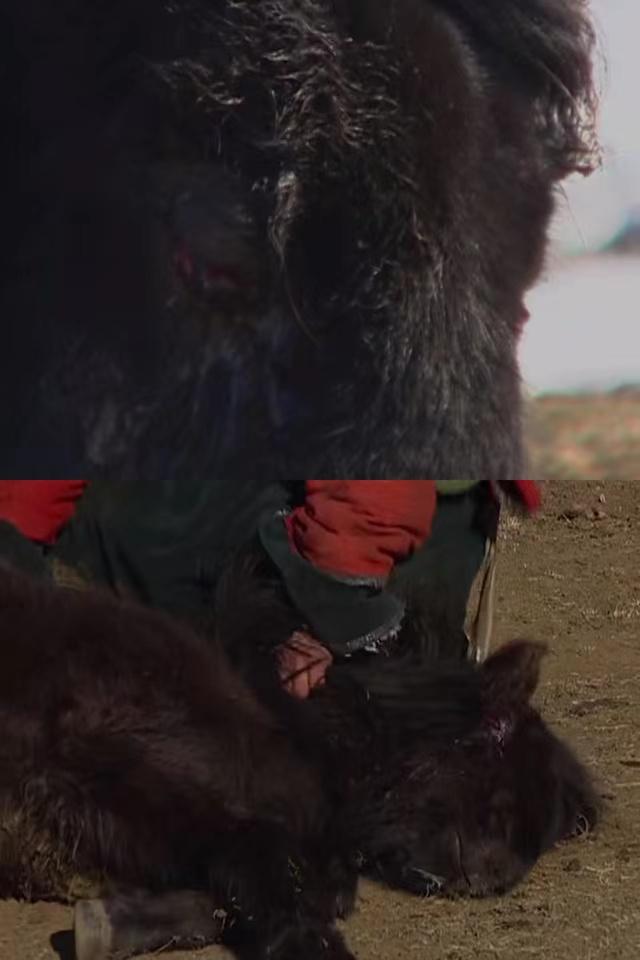 豆瓣评分9.6的蒙古纪录片,豆瓣评分9.0以上活着