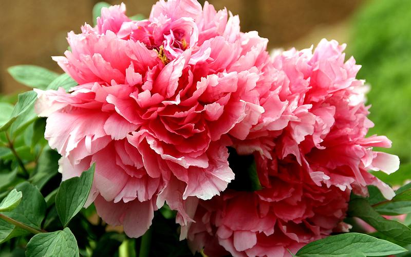 铁道兵战友聚会诗歌,铁道兵战友相聚诗