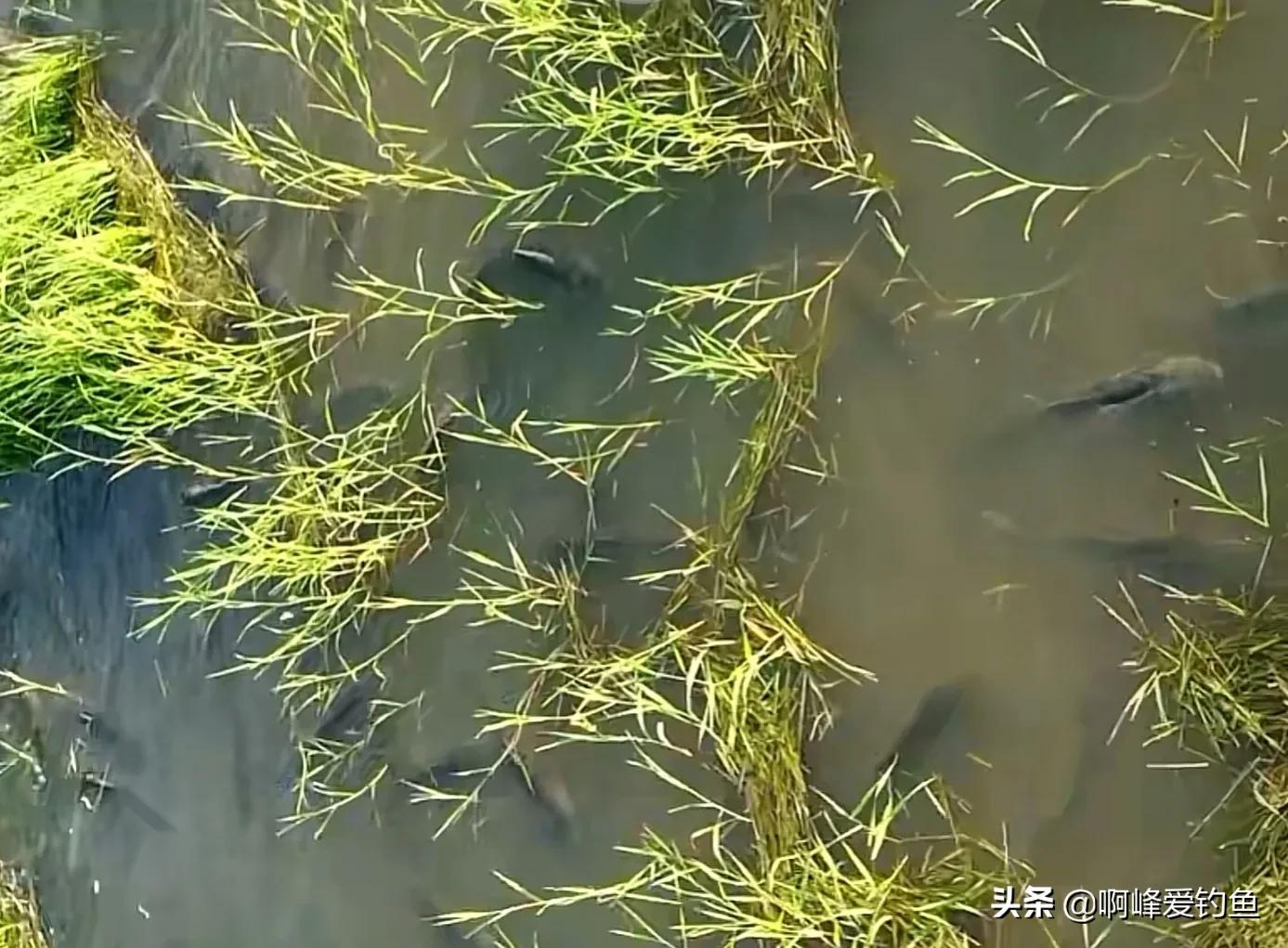 长江禁渔出现了什么新鱼,长江禁渔10年到现在鱼怎么样了