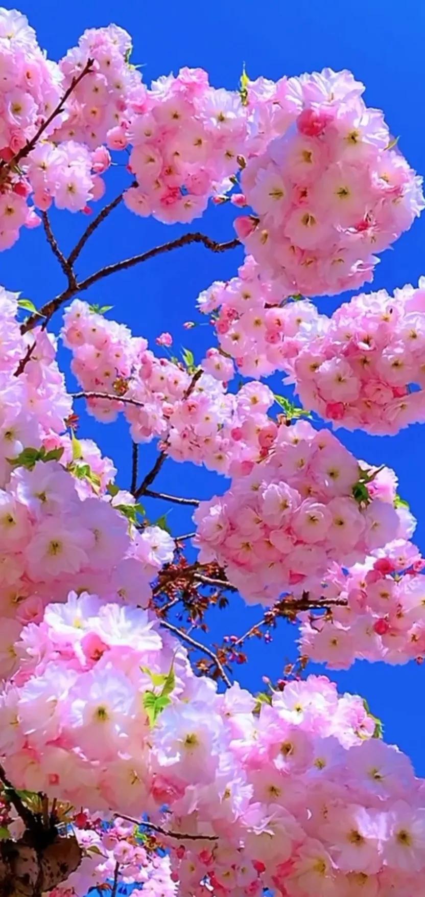 最新最美花儿高清图片,五颜六色的花儿真漂亮