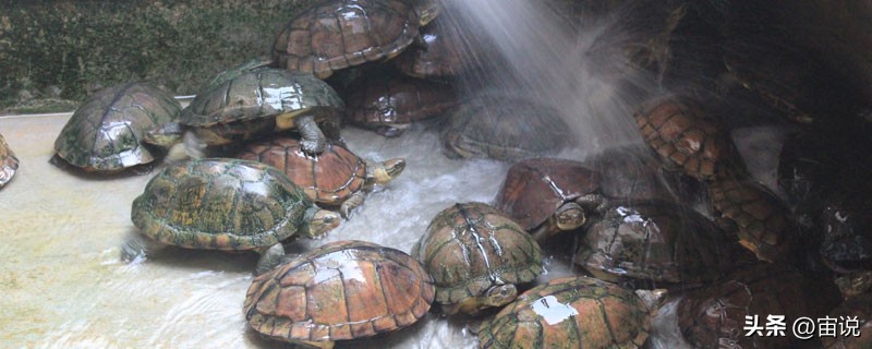 金钱龟习性是群居还是单居,人工养殖金钱龟是保护动物吗