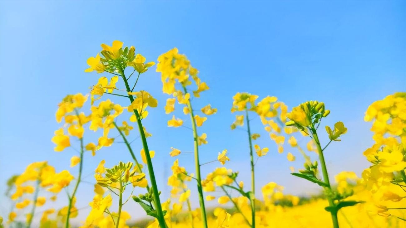 有关菜花蝴蝶的诗句,关于油菜花和蝶的古诗