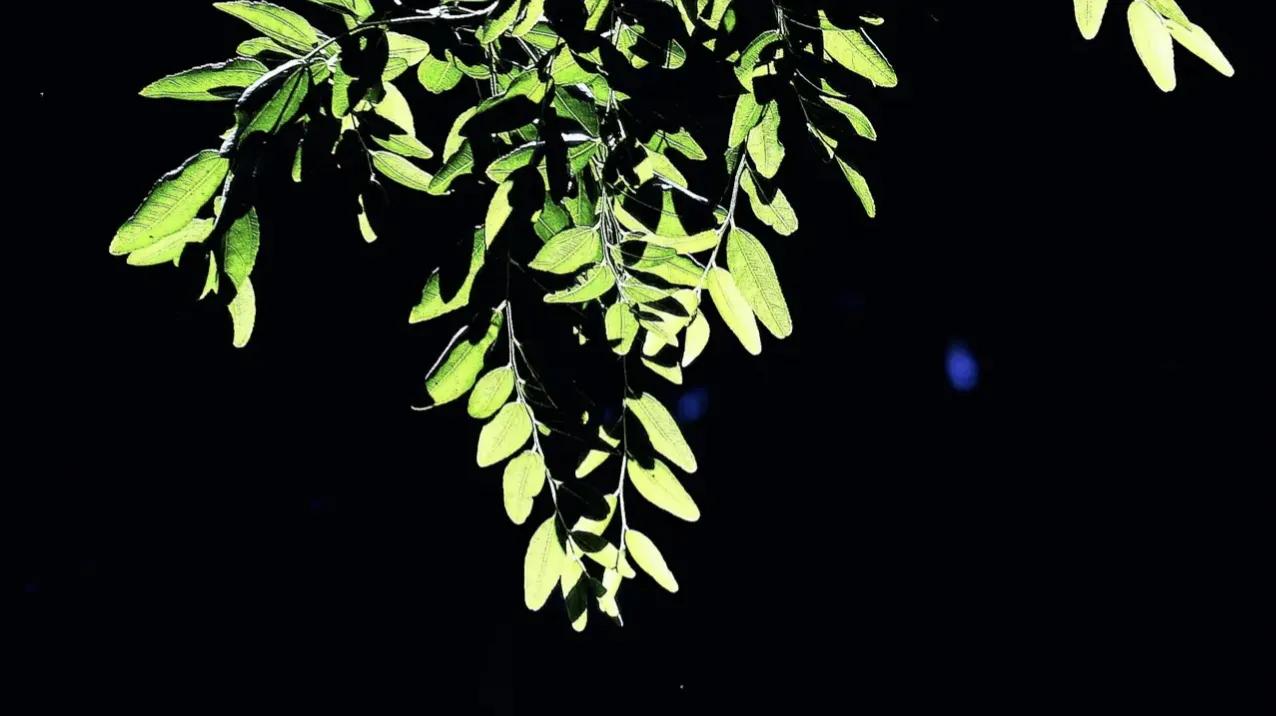 情人眼里出西施西施眼里出眼屎,什么人眼里出西施