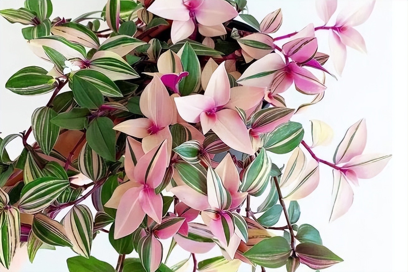 适合室内好养的花适合一年四季养,适合养在室内而且比较好养的花