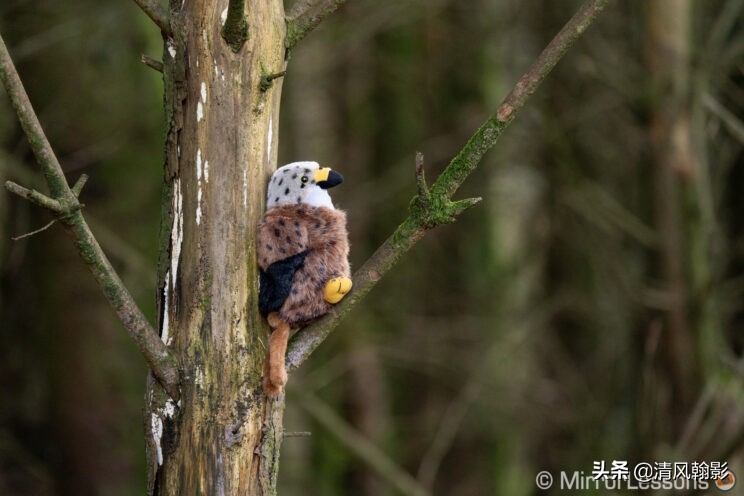 索尼微单长焦镜头55-210,索尼微单长焦镜头最新款