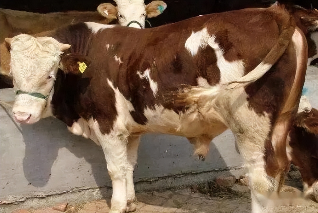 今日河南西门塔尔牛行情,西门塔尔牛价最新行情