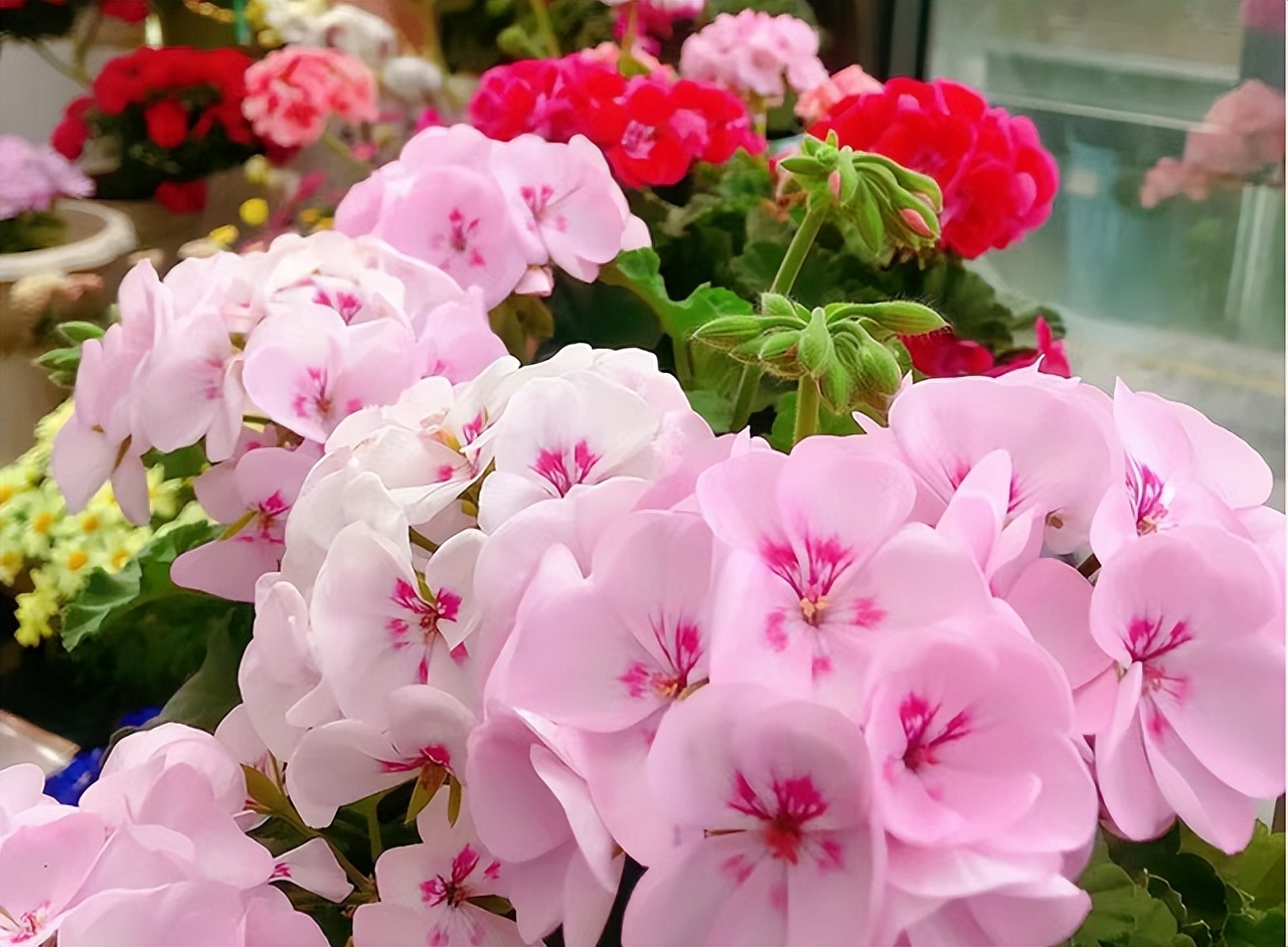 花多多是磷酸二氢钾吗,花多多2号是智商税吗