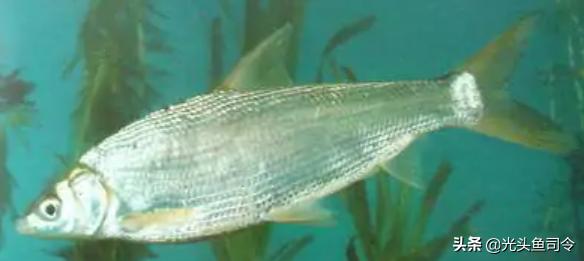 钓鱼钓到保护鱼种放了违法吗,钓鱼犯法的鱼类有哪些种类