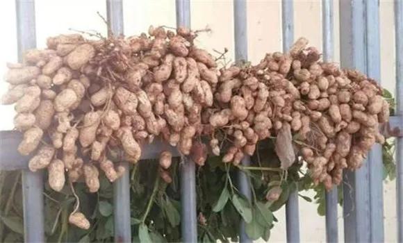 华育10号花生种植与管理,花育10号花生种植与管理