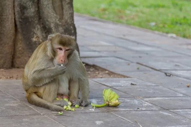 猴子管理法则,猴子管理法则案例分析
