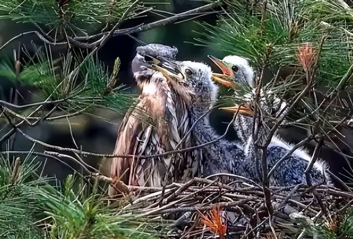 杭州钓鱼男子救人,广东男子在河边救下一只怪鸟