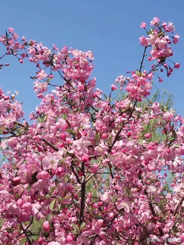 垂丝海棠与垂丝樱花的区别,垂丝海棠的垂丝是哪个部分