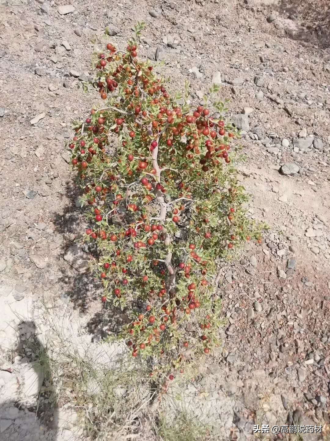 酸枣仁为什么不能大量种植,酸枣仁的种植与前景