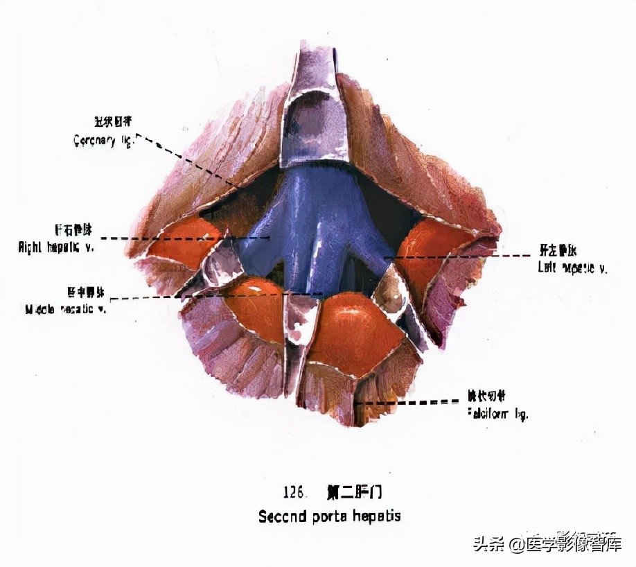 肝脏影像分叶分段解剖图,肝脏分段解剖图谱